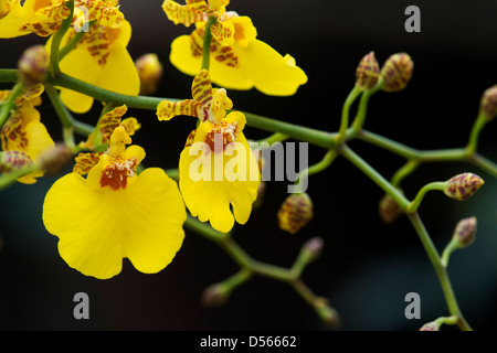 "Oncidium Gower Ramsey'. Dancing Ladies Orchid contro uno sfondo scuro Foto Stock