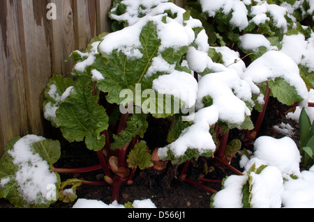 Neve sulle piante di rabarbaro Foto Stock