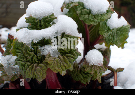 Neve sulle piante di rabarbaro Foto Stock