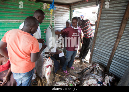 I pescatori di pesatura e trading di persico del Nilo (ritardatari niloticus) per esportazione, Remba Island, il lago Victoria, in Kenya. Foto Stock