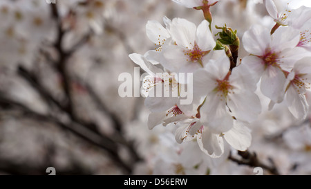 Cherry Blossom in Shinjuku Gyoen National Garden Saku, Tokyo, Japan - known in Japanese as Sakura Foto Stock