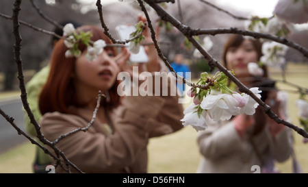 Ragazze giapponesi di scattare fotografie di fiori di ciliegio in Shinjuku Gyoen National Garden Saku, Tokyo, Giappone Foto Stock