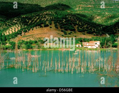 Annegata in un boschetto di alberi in un uomo serbatoio acqua in Andalusia Andalusia, sud della Spagna Foto Stock