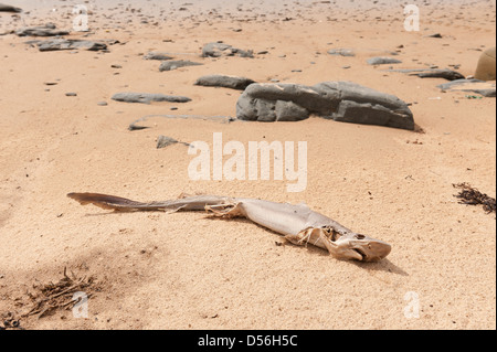 Carcuss di squalo morto lavato fino sulla spiaggia di sabbia ad alto livello marea abbandonato dopo forti tempeste Foto Stock