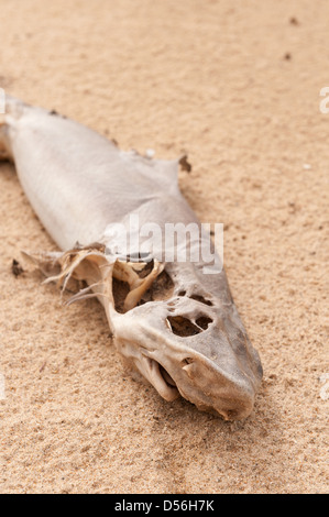 Carcuss di squalo morto lavato fino sulla spiaggia di sabbia ad alto livello marea abbandonato dopo forti tempeste Foto Stock