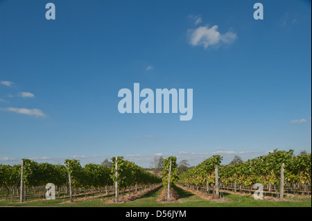 Luminose blu cielo chiaro su un Kentish vigna su un sud declivio della collina con filari di viti in primo piano pronto a scelta Foto Stock