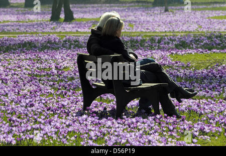 Ein Mann und eine Frau sitzen bei strahlendem Sonnenschein und Temperaturen um die 18 Grad am Donnerstag (18.03.2010) im Rheinpark a Düsseldorf auf einer Bank auf einer Wiese zwischen blau blühenden Krokussen. Foto: Horst Ossinger dpa/lnw Foto Stock