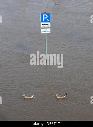 Uno spazio per il parcheggio è inondato dal fiume Elba in Pirna, Germania, 24 marzo 2010. L'acqua alta inondato le banche e rose a quattro metri di Dresda, il doppio dell'altezza della regolare il livello dell'acqua. Le acque alte dell'Elba avvenga su una base regolare in questo momento dell'anno. Foto: RALF HIRSCHBERGER Foto Stock