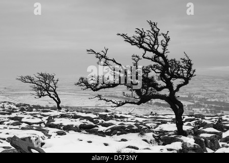 Un nevoso, inverno vista sugli alberi sulla pavimentazione di pietra calcarea a Twistleton cicatrici, nel Yorkshire Dales National Park, Inghilterra Foto Stock