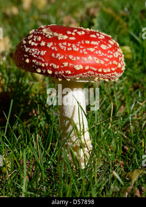 Rosso a fungo di veleno toadstool vicino fino in erba Foto Stock
