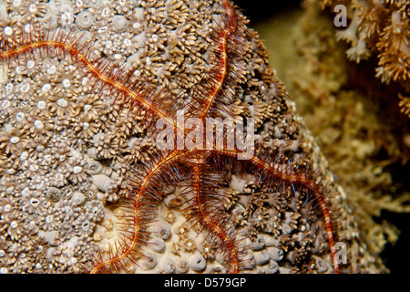 Soft Coral fragile stella sul corallo duro Foto Stock