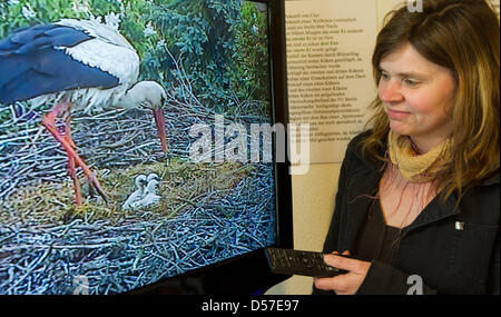 Dipendente Heidrun Faustman della cicogna bianca information center sorge accanto a un televisore, su cui una cicogna e tre pulcini in un nido sono trasmessi in diretta da una videocamera Internet in Vetschau, Germania, 11 maggio 2010. Internet cicogne Chico e Luna in Vetschau ha ottenuto un'aggiunta alla famiglia: i primi due giovani sono arrivati dopo la notte del 10 maggio e poche ore dopo la terza f Foto Stock