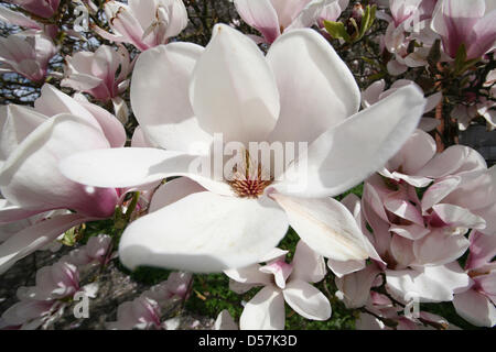 Una fioritura di magnolia raffigurato nel giardino botanico di Berlino, Germania, 26 aprile 2010. I circa 230 tipi di piante di magnolia da America e Asia orientale sono chiamati dopo il botanico francese Pierre Magnol. Foto: Stephanie Pilick Foto Stock