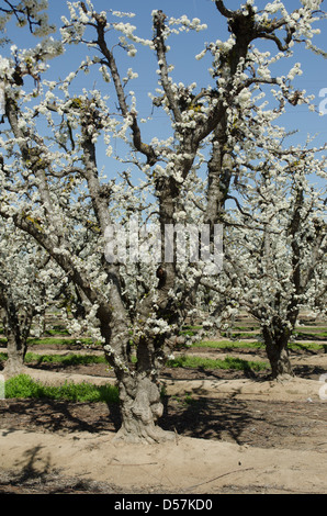 Prugna alberi in fiore in fiore trail, Fresno CA Foto Stock