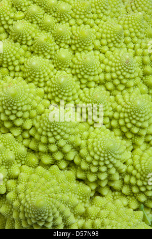 Romanesco, close-up di broccoli, un esempio di naturale frattali. Foto Stock