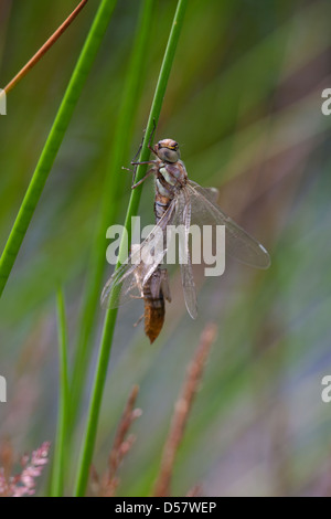 L'imperatore libellula Anax imperator emergenti per adulti Foto Stock