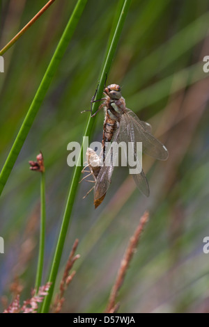 L'imperatore libellula Anax imperator emergenti per adulti Foto Stock