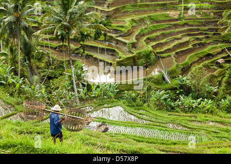 Topview terrazze di riso con agricoltore tradizionale lavoratore ubud Bali Indonesia Foto Stock