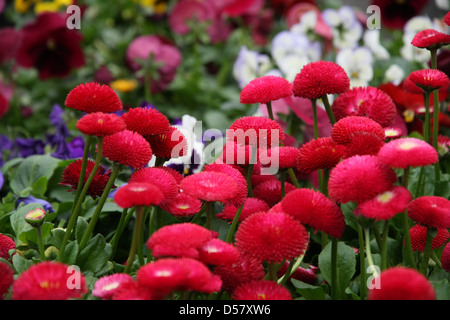 Vasi di fiori con petali multicolor in vendita in una serra di un fioraio Foto Stock