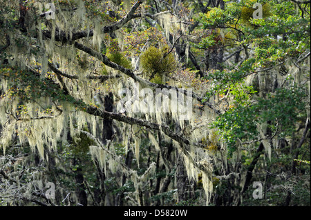 I licheni festone un faggio australe (specie Nothofagus) tree sulla costa atlantica dell'Argentina vicino a Ushuaia. Foto Stock