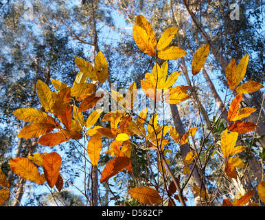 Foglie di castagno in autunno. Un piccolo dettaglio della natura. Foto Stock