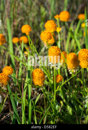 Candy erbaccia, Polygala lutea Foto Stock