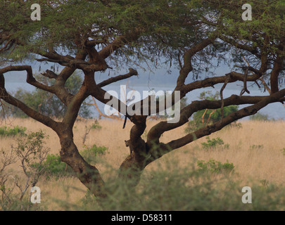 Femmina adulta leopard (Panthera pardus) con sub-adulto cub nella struttura ad albero Foto Stock