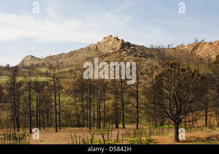 Il scorched pini spiccano in un paesaggio devastato dalla Waldo Canyon Fire in Colorado Springs, Colorado. Foto Stock