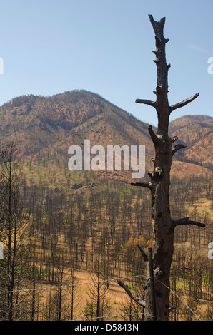 Il scorched pini spiccano in un paesaggio devastato dalla Waldo Canyon Fire in Colorado Springs, Colorado. Foto Stock