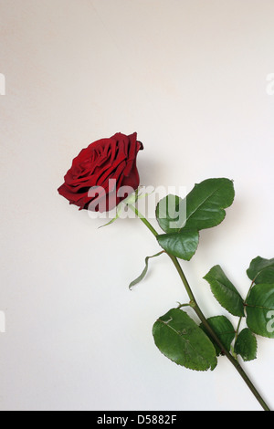 Con gambo lungo una rosa rossa Foto Stock