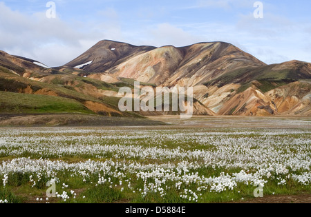 Laugavegur a Landmannalaugar, Islanda, con l'erba di cotone Foto Stock