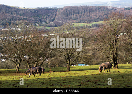 Cavalli al pascolo pascolo in campo con inverno coperte, Cardiff Wales, Regno Unito Foto Stock