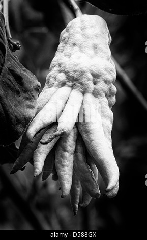 Frutto raro: del Buddha (a mano o Citrus medica sarcodactylus) Foto Stock