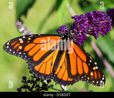 Farfalla monarca (Danaus plexippus) sul fiore viola, fiori in New England. Foto Stock