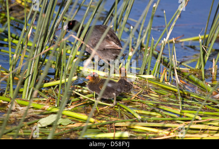 American Coot Waterhen sul nido in Saskatchewan Foto Stock