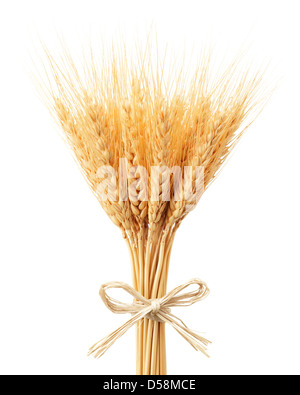 Mazzo di spighe di grano isolato su bianco Foto Stock