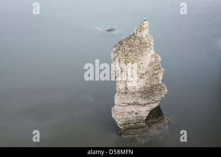 Chalk stack del mare a Flamborough Head, East Yorkshire. Foto Stock