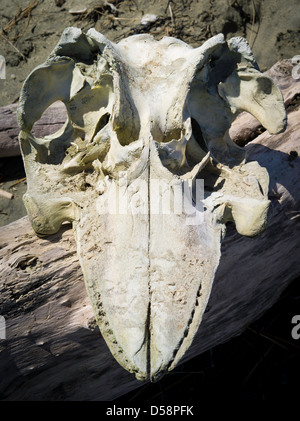 Un imbianchiti, decadendo cranio di un (probabilmente) alalonga balene pilota (Globicephala melas) trovata sulla spiaggia di Mason Bay Foto Stock