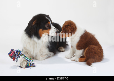 Pastore australiano, nero-tri, con cucciolo rosso-tri, 9 settimane / toy Foto Stock