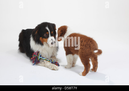 Pastore australiano, nero-tri, con cucciolo rosso-tri, 9 settimane / toy Foto Stock