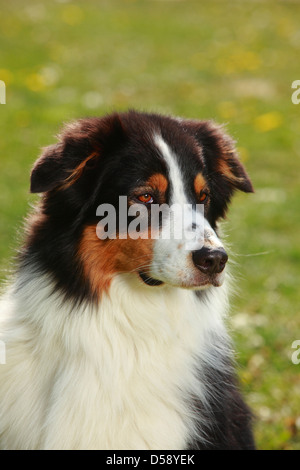 Pastore australiano, nero-tri Foto Stock