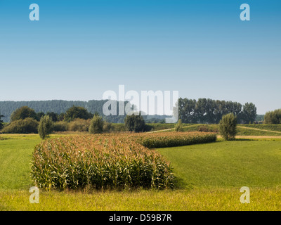 Campo di mais in orizzontale Foto Stock