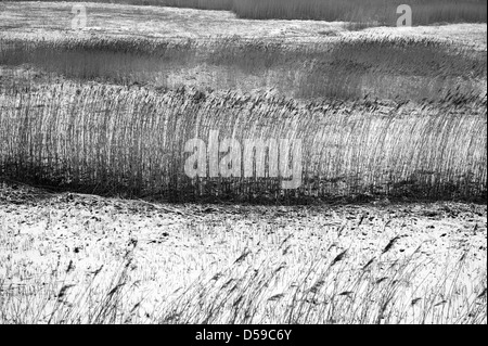 Cley accanto al mare, Norfolk, Inghilterra. Marzo 2013 Cley paludi e Canneti coperto di neve. Foto Stock