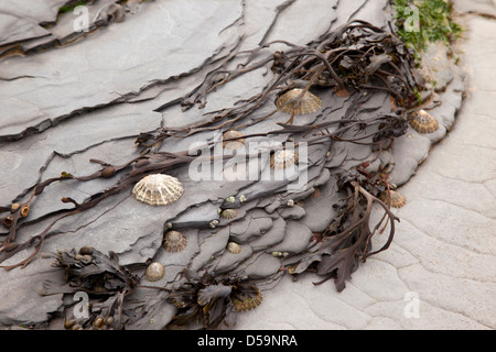 Patelle e alghe marine su roccia sulla spiaggia Kilve, Somerset Foto Stock