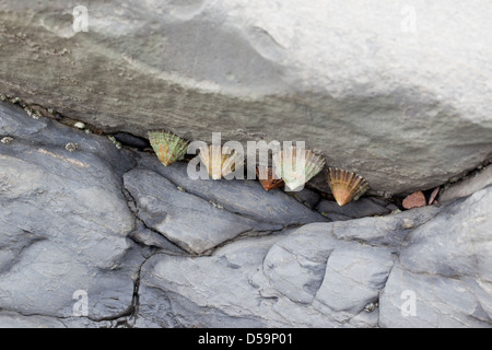 Patelle sotto una roccia sulla spiaggia Kilve, Somerset Foto Stock