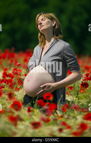 Una donna molto avanzata in pregancy pone in un campo di papavero durante un servizio fotografico nei pressi di Franbkfurt Oder, Germania, 22 giugno 2010. Foto: Patrick Pleul (modello di rilascio) Foto Stock