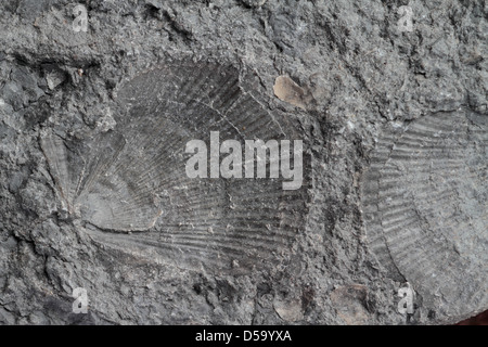 Fossili di conchiglie di molluschi incastonato nella roccia trovato lungo la riva del Canale di Bristol. Somerset. Regno Unito Foto Stock