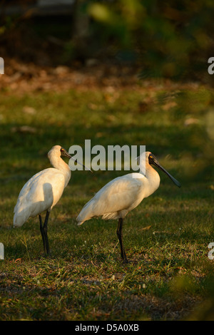 Royal o nero-fatturati Spatola (Platalea regia) due adulti in piedi, Queensland, Australia Foto Stock