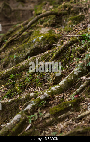 Radici di albero che cresce su suolo della foresta, dei bambini pioggia eterna foresta, Bosque Eterno de los niños, Monteverde in Costa Rica. Foto Stock