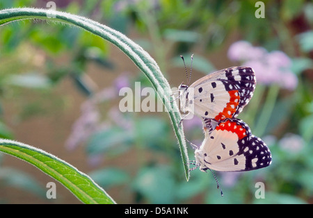 Il rosso Pierrot (Talicada nyseus) è un piccolo ma suggestivo butterfly trovati in Asia del Sud e del sud-est asiatico Foto Stock